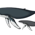 Difference Between Blue Whales And Humpback Whales