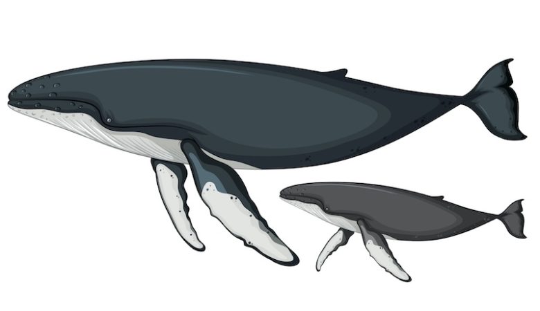 Difference Between Blue Whales And Humpback Whales