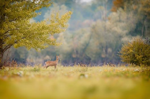 Difference Between A Stag And A Buck