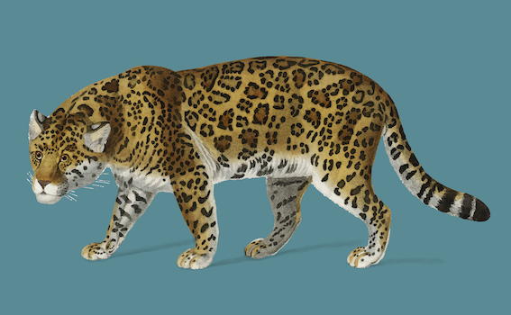 Jaguar