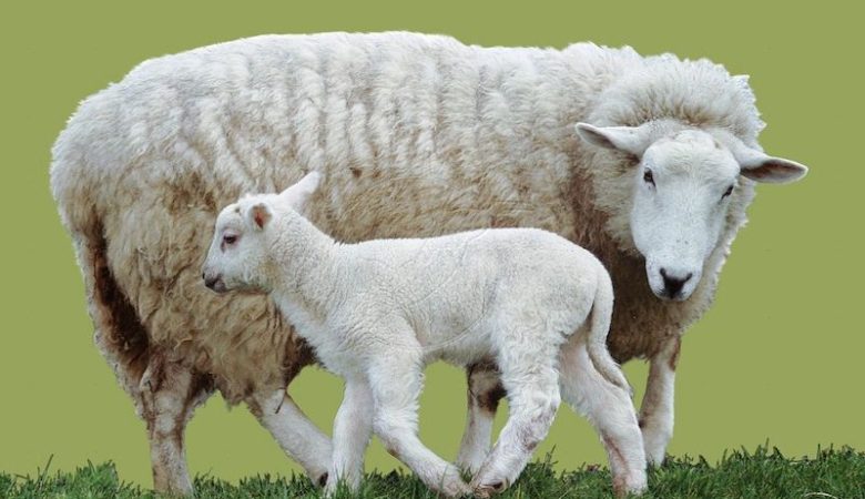 Lamb vs Sheep
