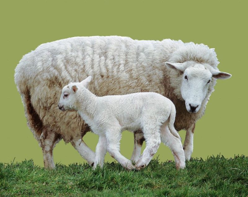 what-s-the-difference-between-a-lamb-and-a-sheep