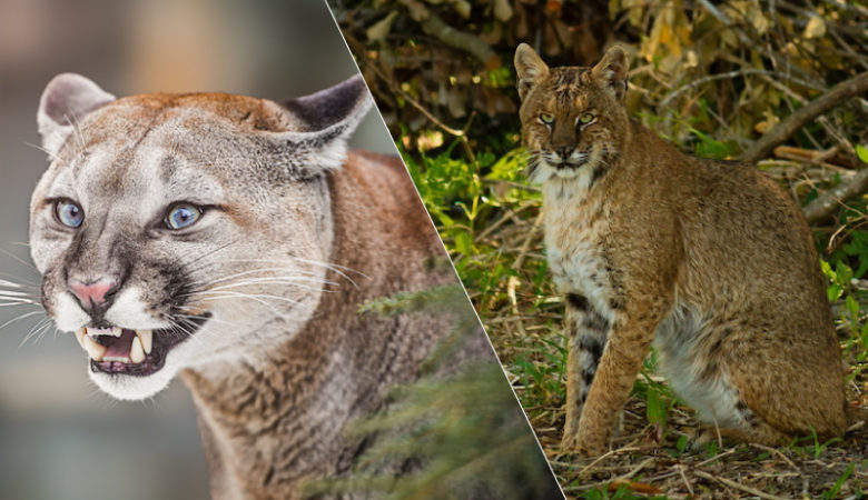Difference Between Mountain Lion And Bobcat