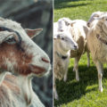 Difference Between A Sheep And A Goat