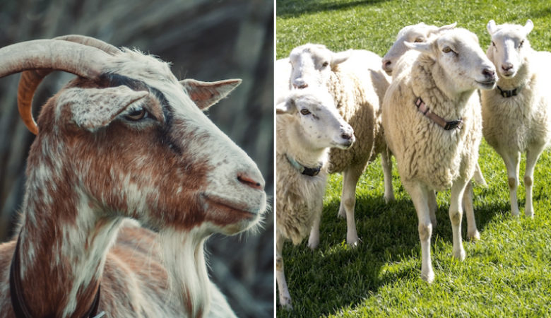 Difference Between A Sheep And A Goat