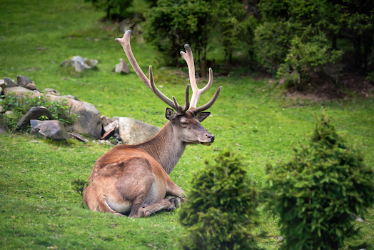 difference-between-a-stag-and-a-buck