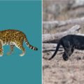 Difference Between A Jaguar And A Panther