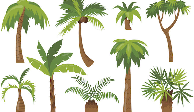 difference between coconut tree and palm tree