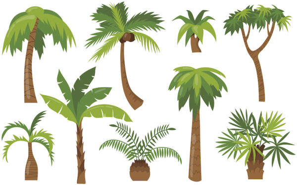 difference between coconut tree and palm tree