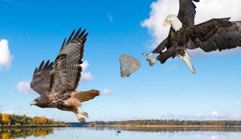 Hawk vs Eagle