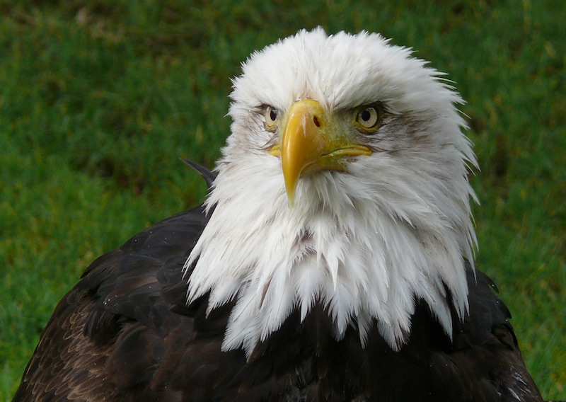 This image has an empty alt attribute; its file name is eagle.jpeg