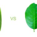 Difference Between Monocot Leaf and Dicot Leaf