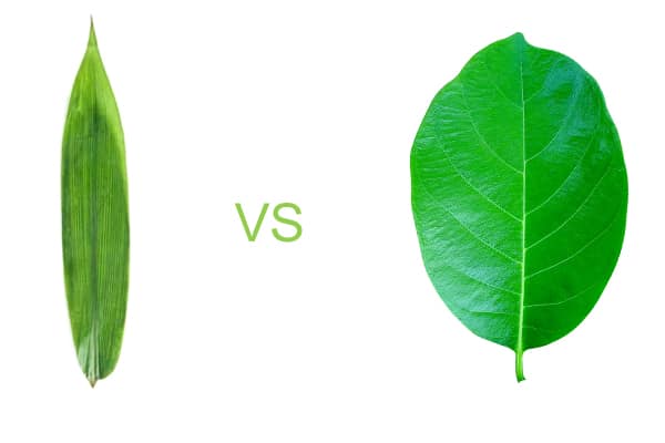 Difference Between Monocot Leaf and Dicot Leaf