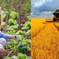 Difference Between Organic Farming and Conventional Farming